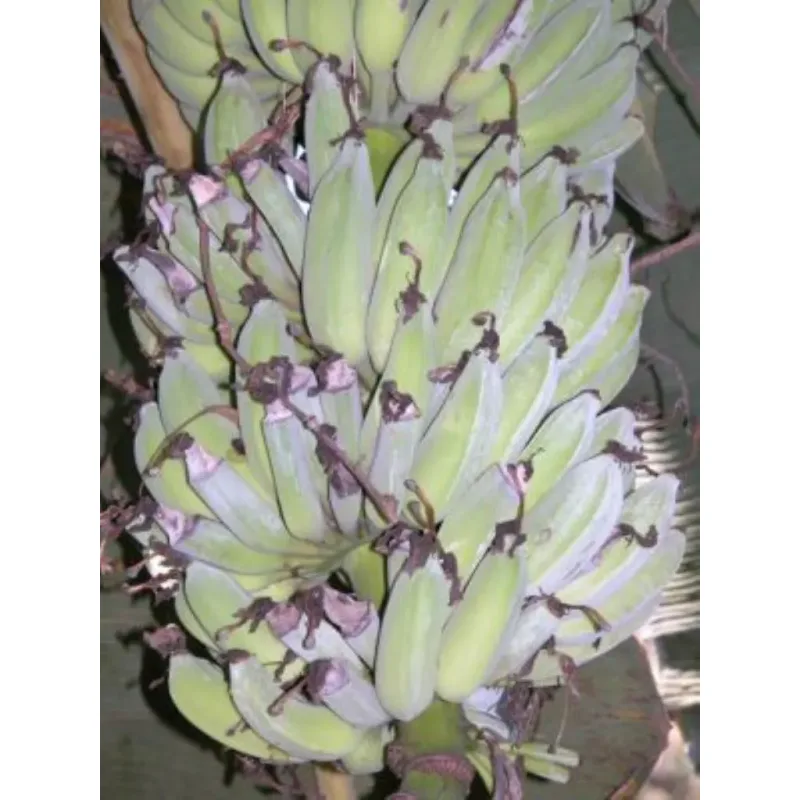 Plátano 1kg