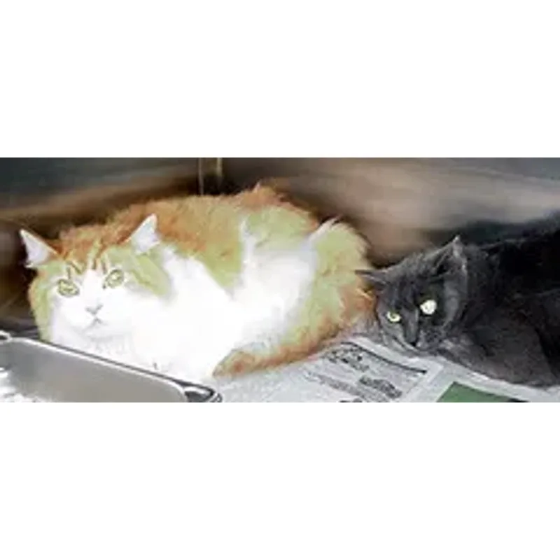 Alimento para Gato 1.5kg